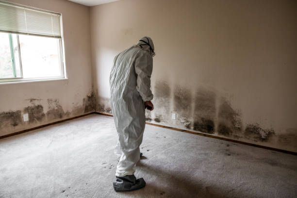 Mold Odor Removal Services in Baxter, TN